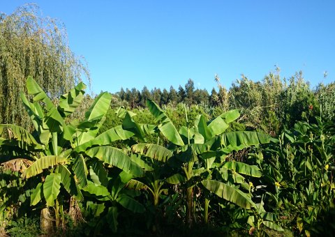 der Garten